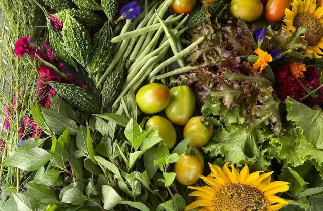 Khmer Organic Shop — local vegetables