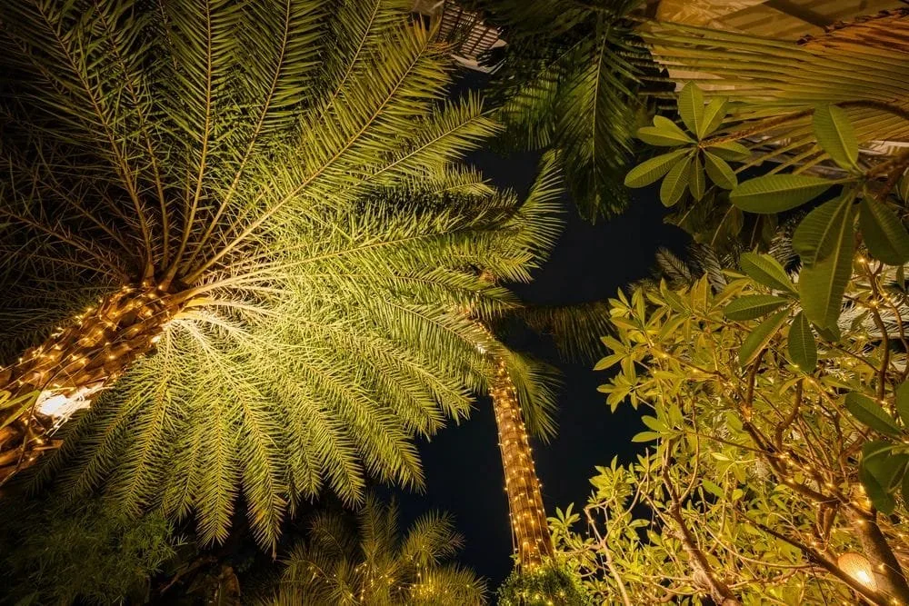Le jardin, le soir
