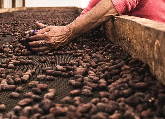 WAT Chocolate — bean-to-bar et cacao