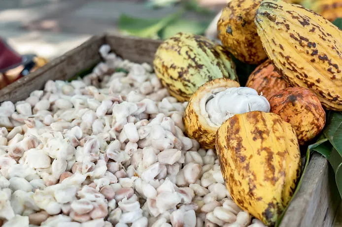 WAT Chocolate — produits et pâtisseries
