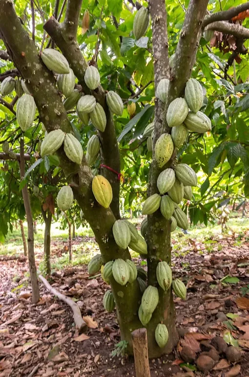 WAT Chocolate — expérience Siem Reap